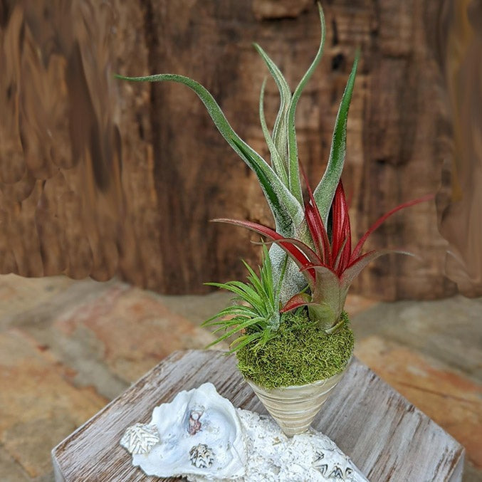 shipping air plants Handcrafted Three Air Plant Arrangement in a Spiral Sea Shell – CactiCo