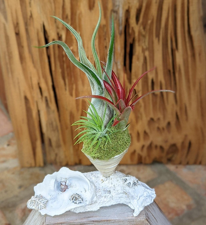 Handcrafted Three Air Plant Arrangement in a Spiral Sea Shell Media 1 of 4
