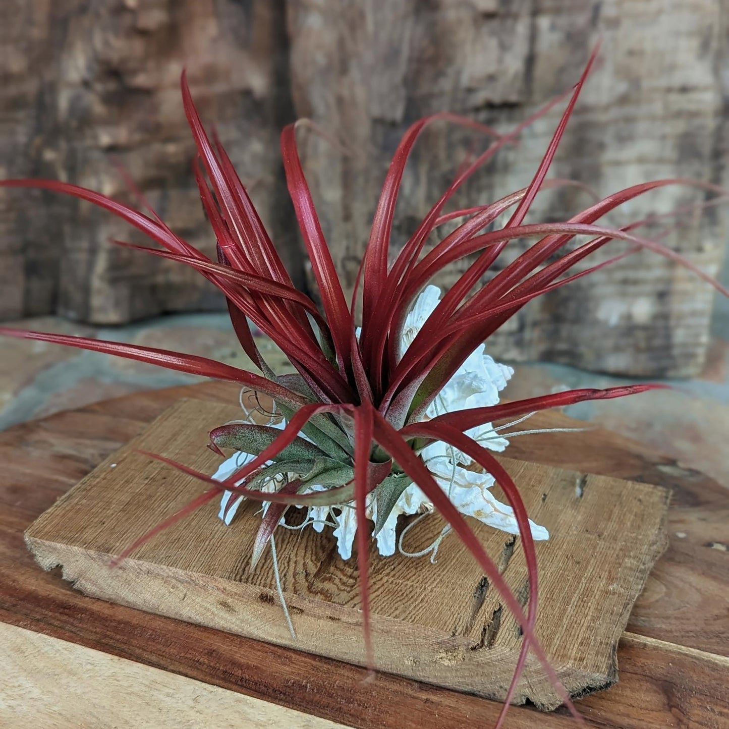 Succulent~Spa Gift Set: Live Succulent , Bee's Wax Candle, Soap, Oil Fragrance and Handcrafted driftwood board (White tea ~ Tea tree ~ Mint)
