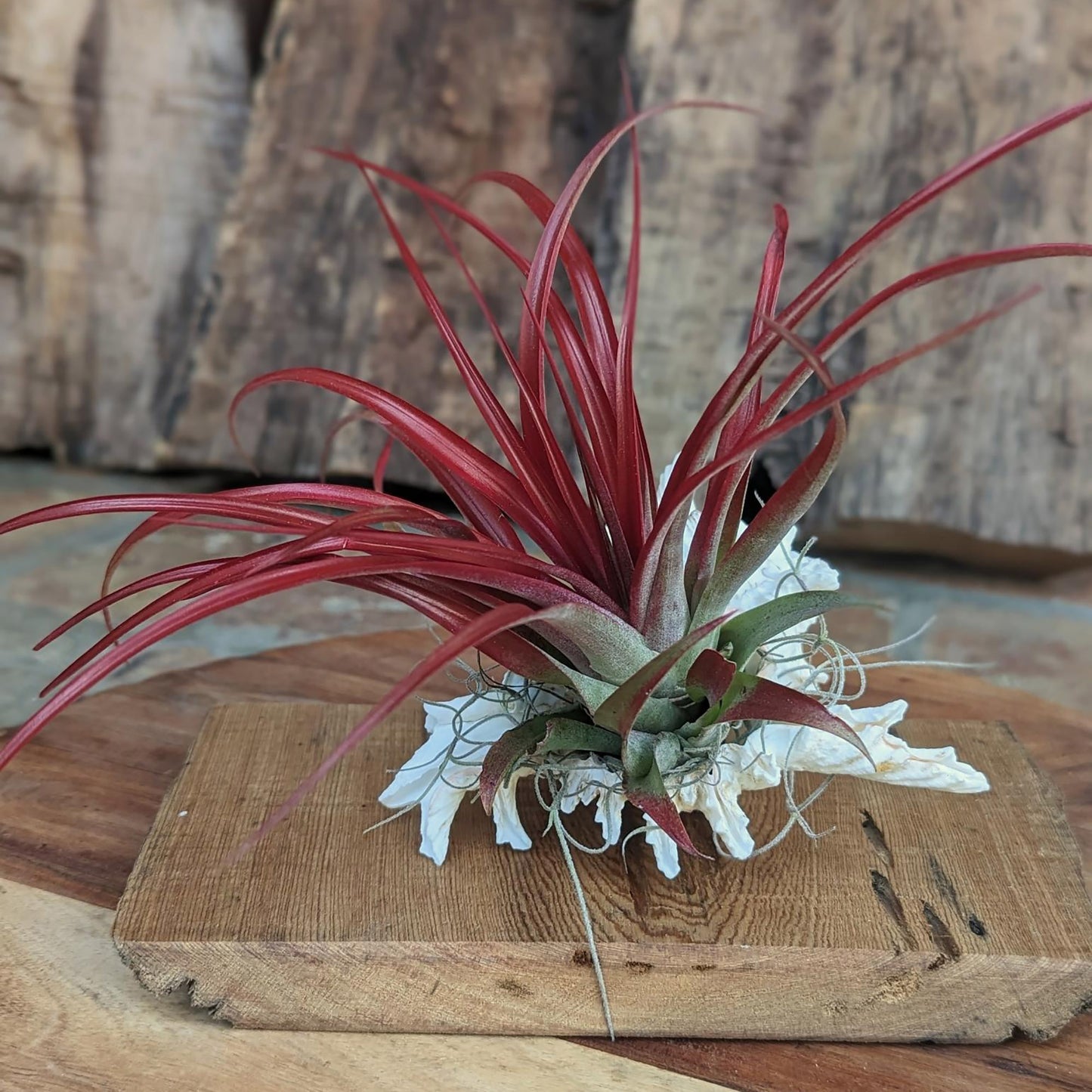 Succulent~Spa Gift Set: Live Succulent , Bee's Wax Candle, Soap, Oil Fragrance and Handcrafted driftwood board (White tea ~ Tea tree ~ Mint)