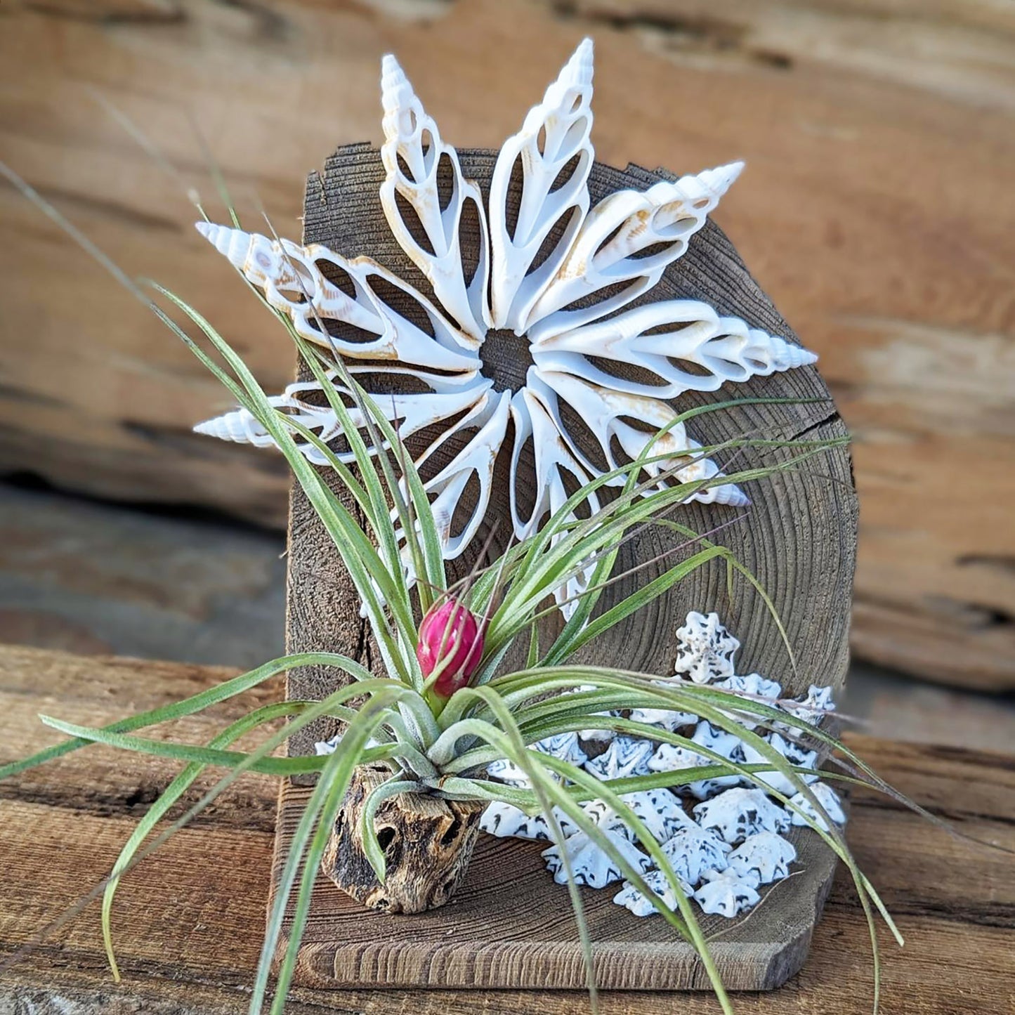 Air Plant with Seashells | Handmade Arrangement | Easy to Care Indoor Plant Gift