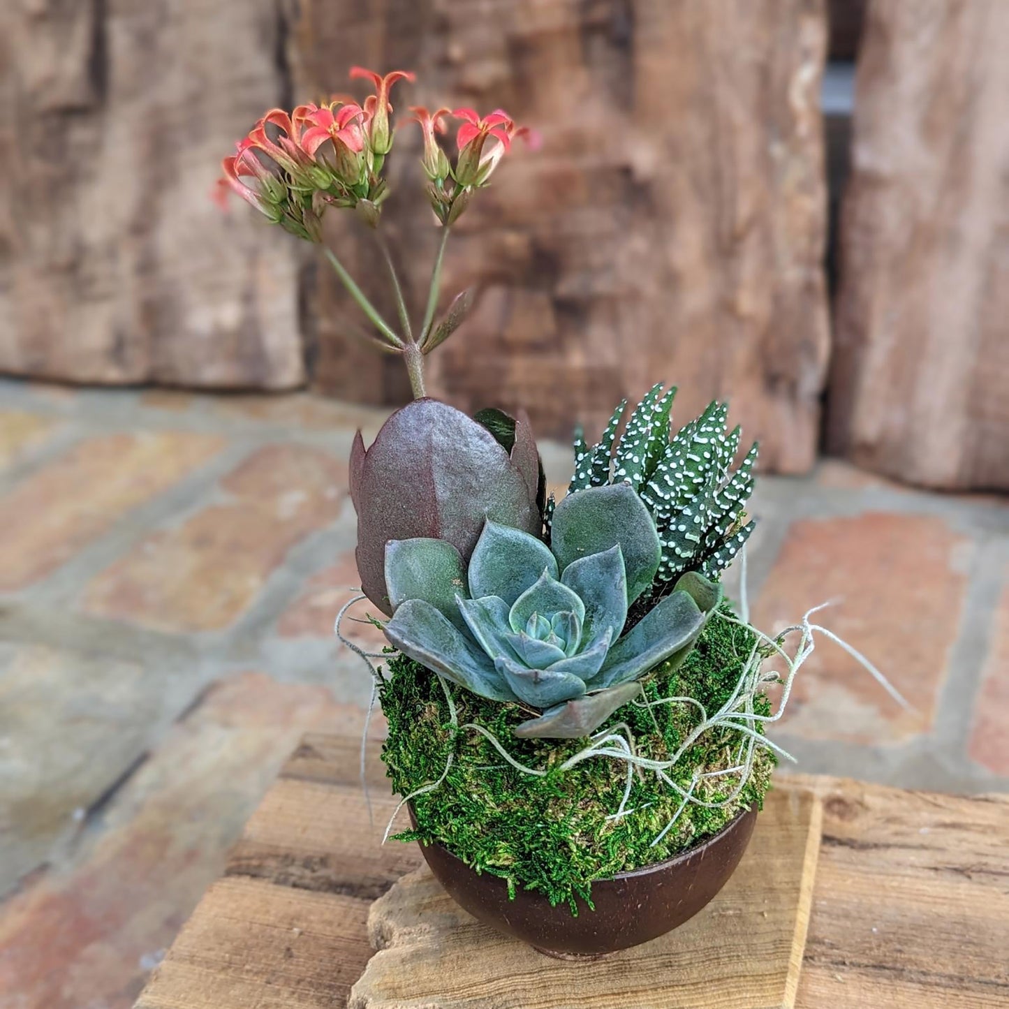 Blooming Live Succulent Arrangement in a Handcrafted Coconut Shell Pot