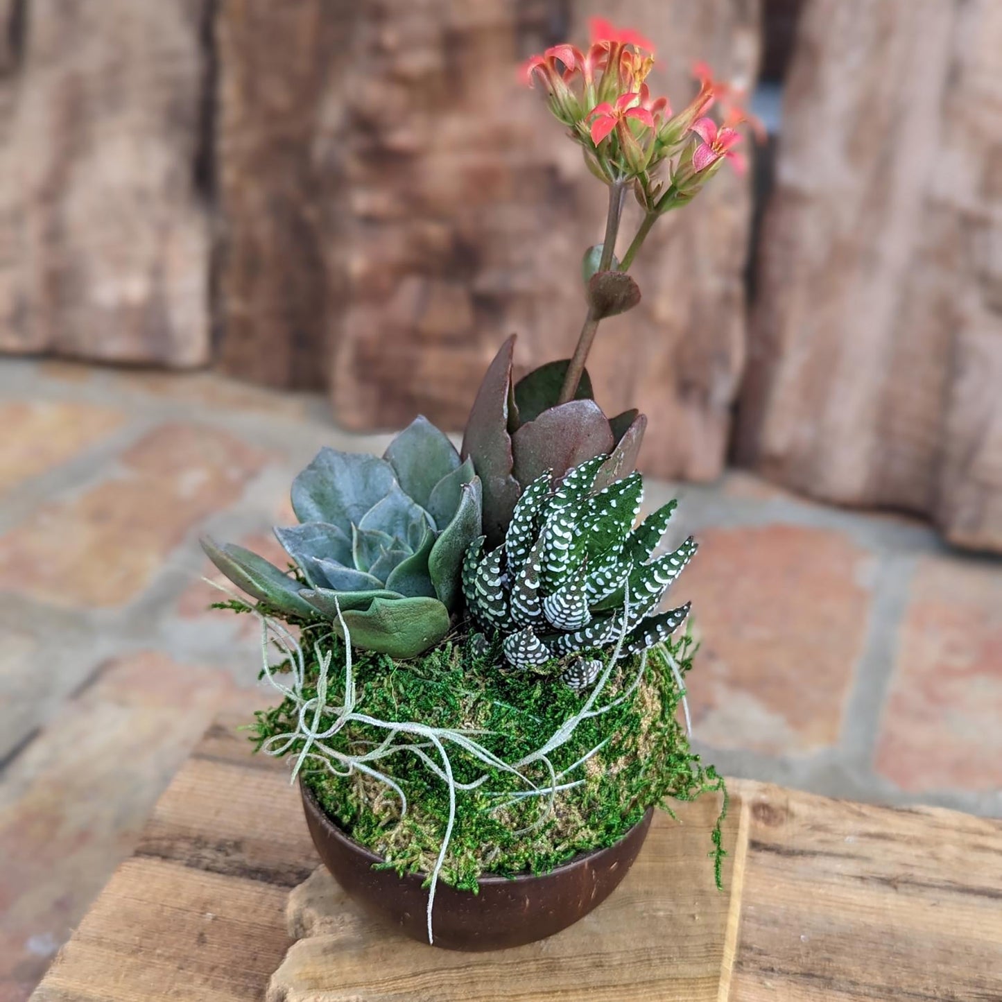Blooming Live Succulent Arrangement in a Handcrafted Coconut Shell Pot