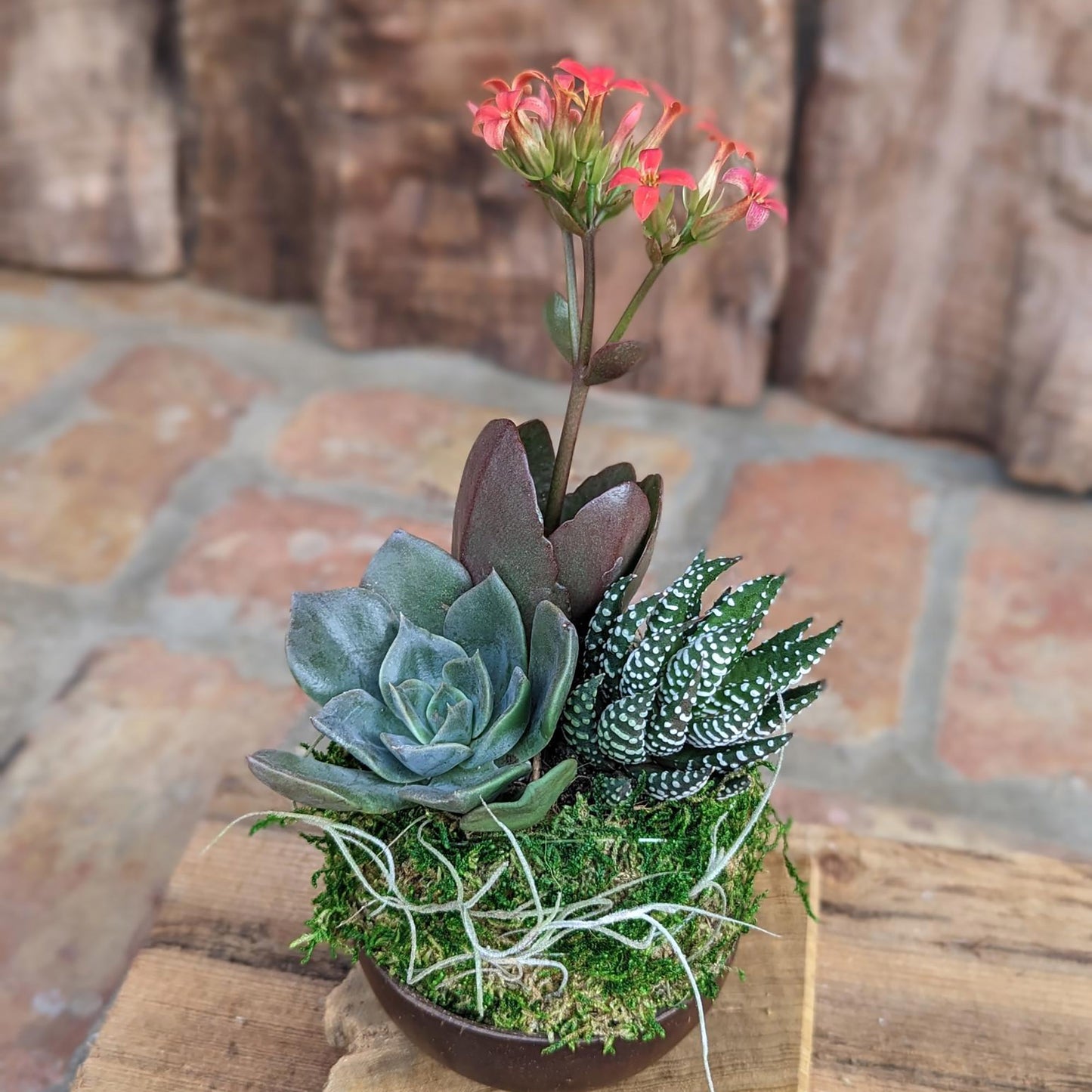 Blooming Live Succulent Arrangement in a Handcrafted Coconut Shell Pot