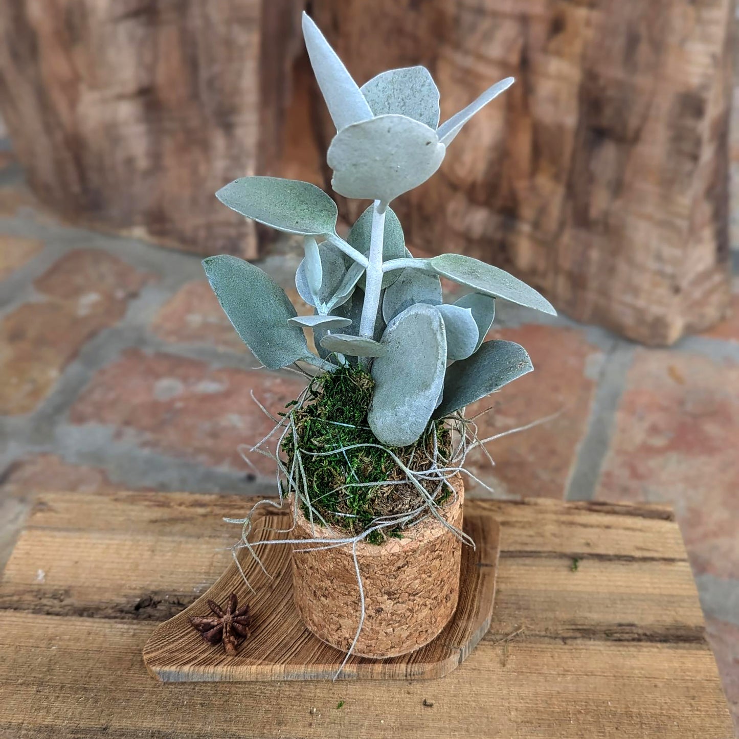 Handcrafted Kalanchoe Succulent Arrangement in Kokedama & Coconut Shell Pot