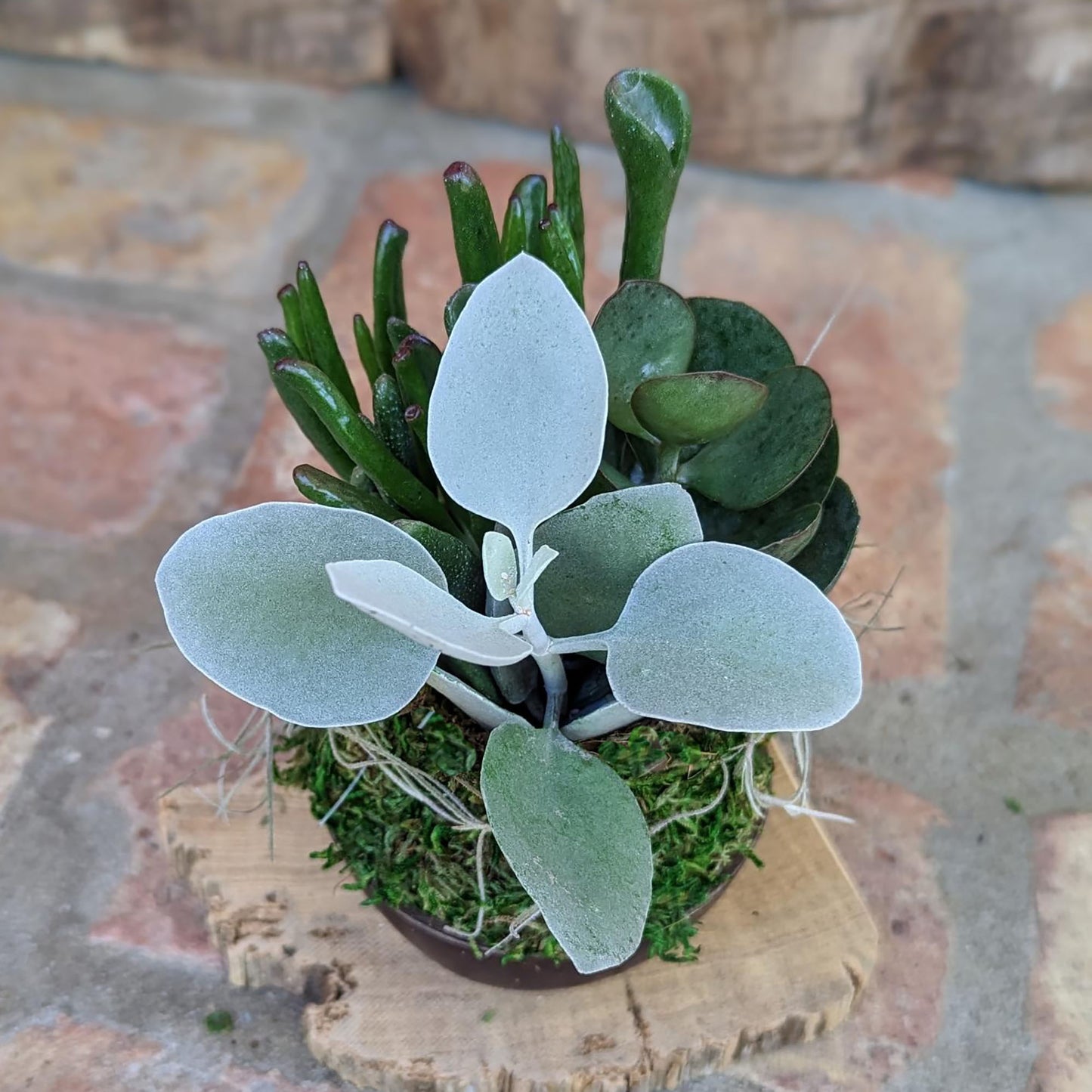 Handcrafted Kalanchoe Succulent Arrangement in Coconut Shell Pot