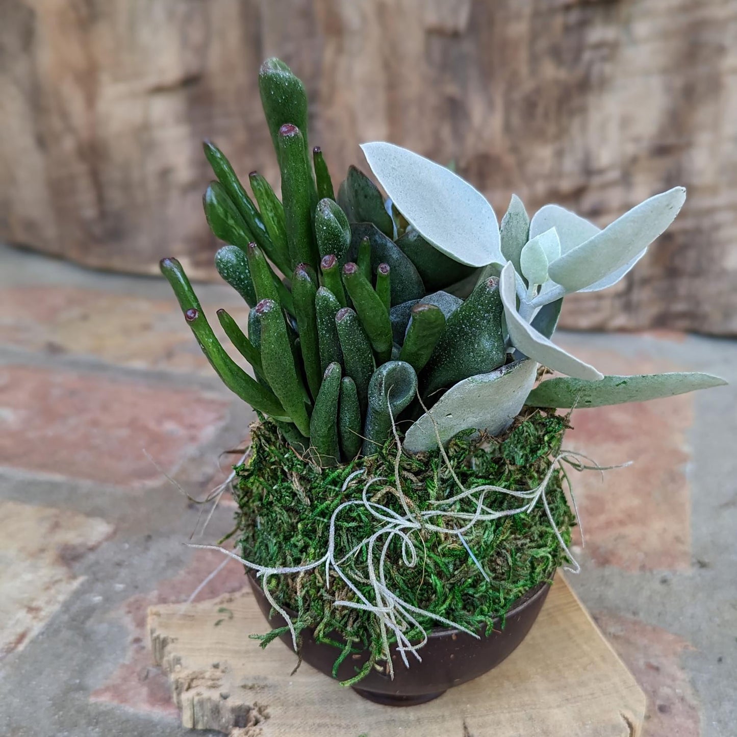 Handcrafted Kalanchoe Succulent Arrangement in Coconut Shell Pot