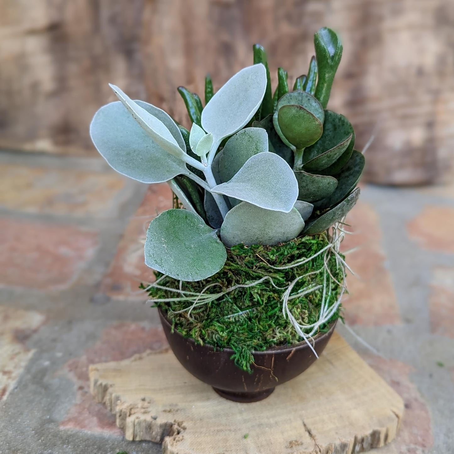 Handcrafted Kalanchoe Succulent Arrangement in Coconut Shell Pot