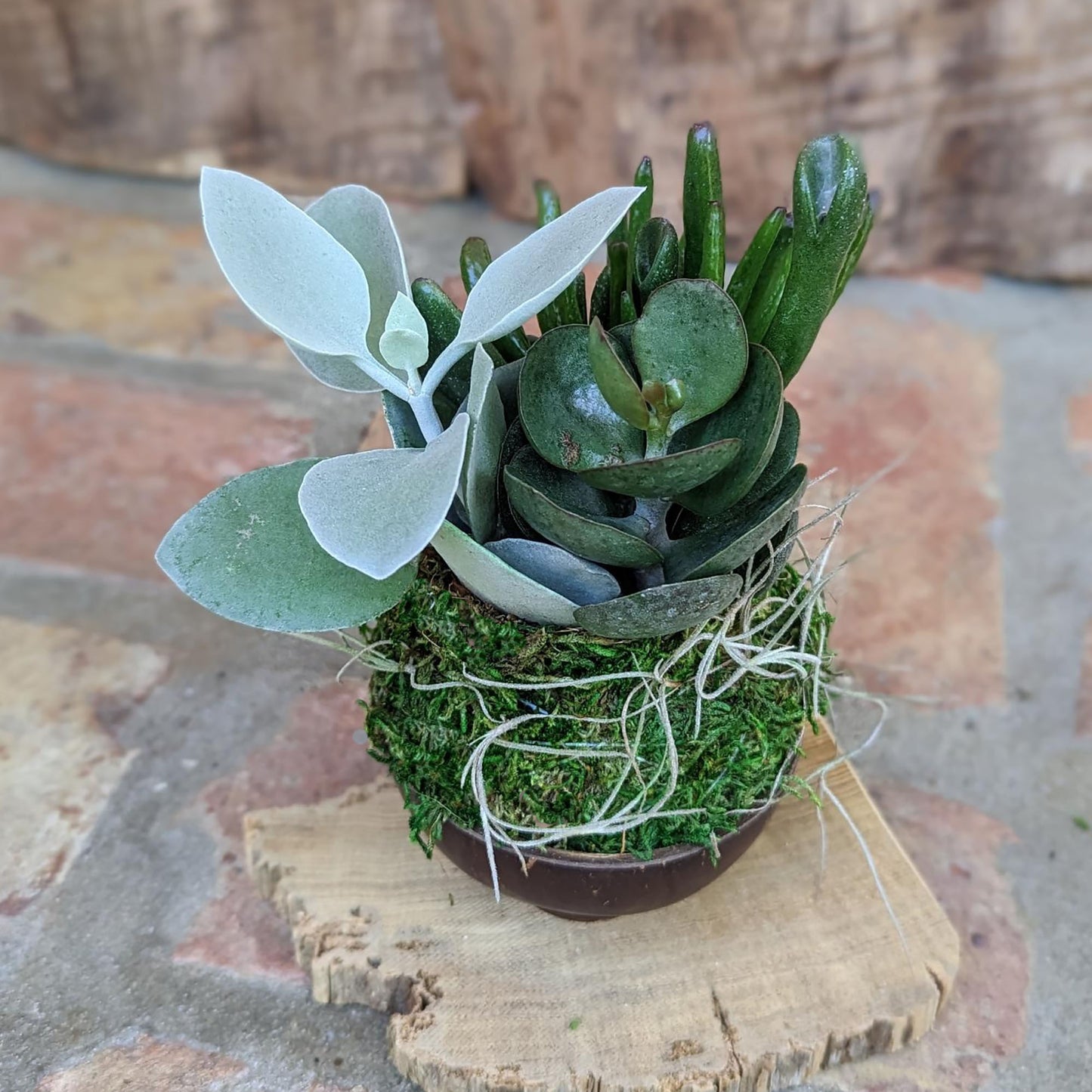 Handcrafted Kalanchoe Succulent Arrangement in Coconut Shell Pot