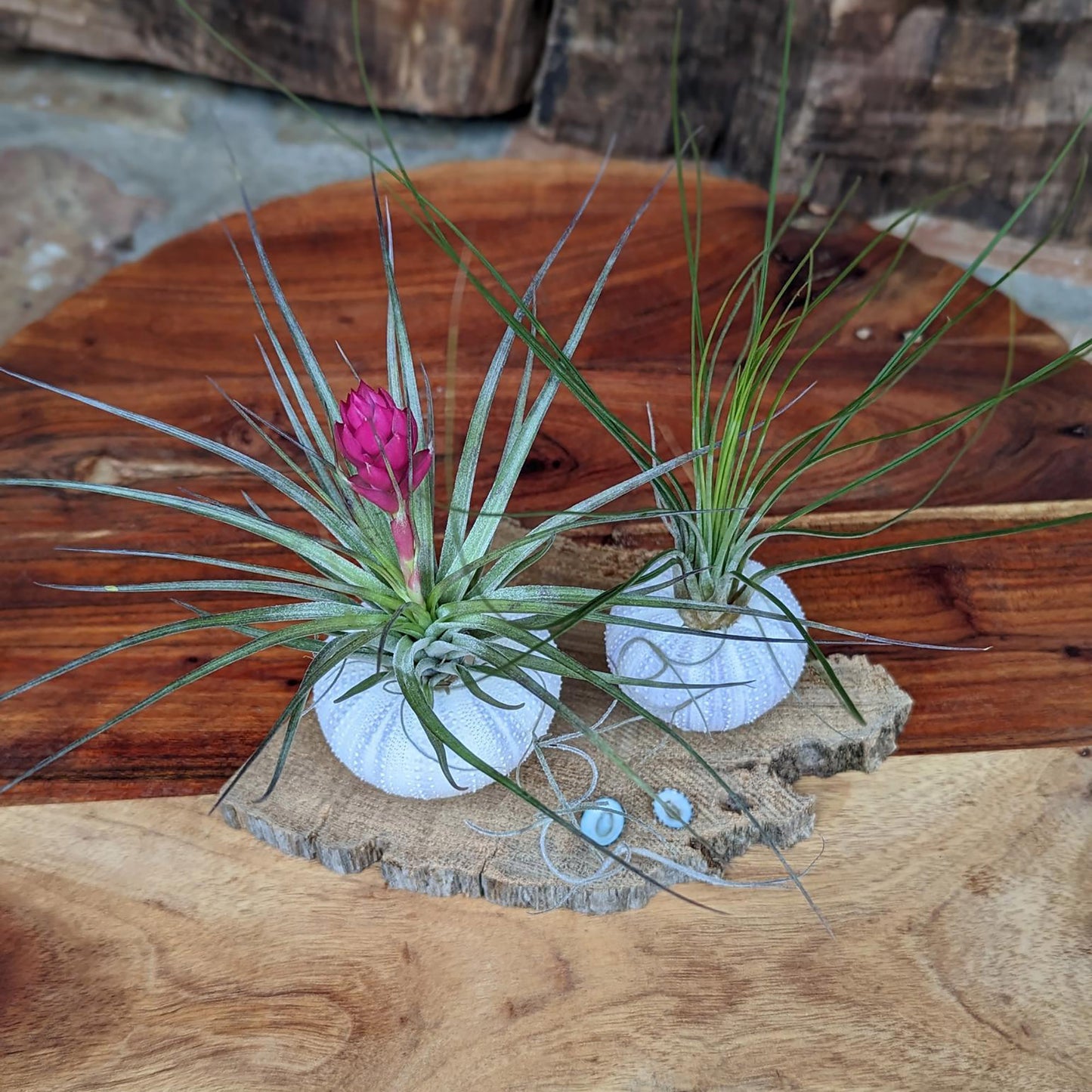Handcrafted Air Plant Display – Unique Sea Urchin and Driftwood Arrangement