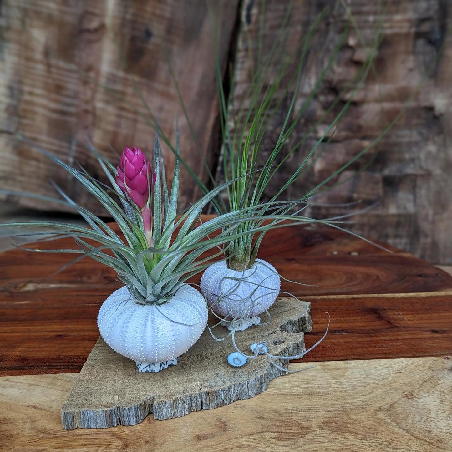 Handcrafted Air Plant Display – Unique Sea Urchin and Driftwood Arrangement
