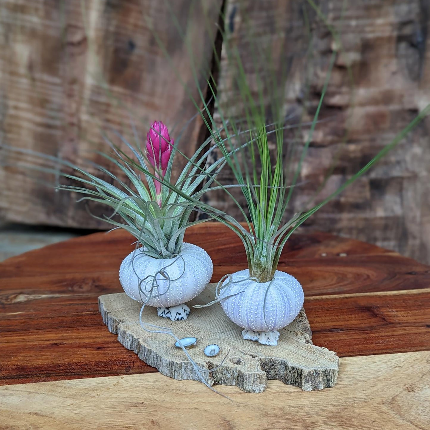 Handcrafted Air Plant Display – Unique Sea Urchin and Driftwood Arrangement