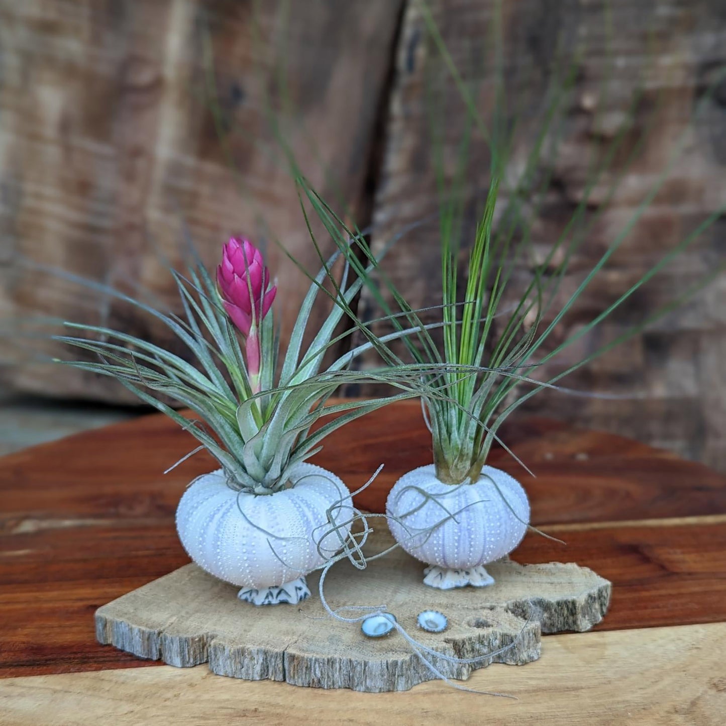Handcrafted Air Plant Display – Unique Sea Urchin and Driftwood Arrangement