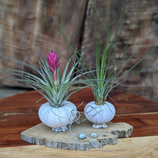 Handcrafted Air Plant Display – Unique Sea Urchin and Driftwood Arrangement