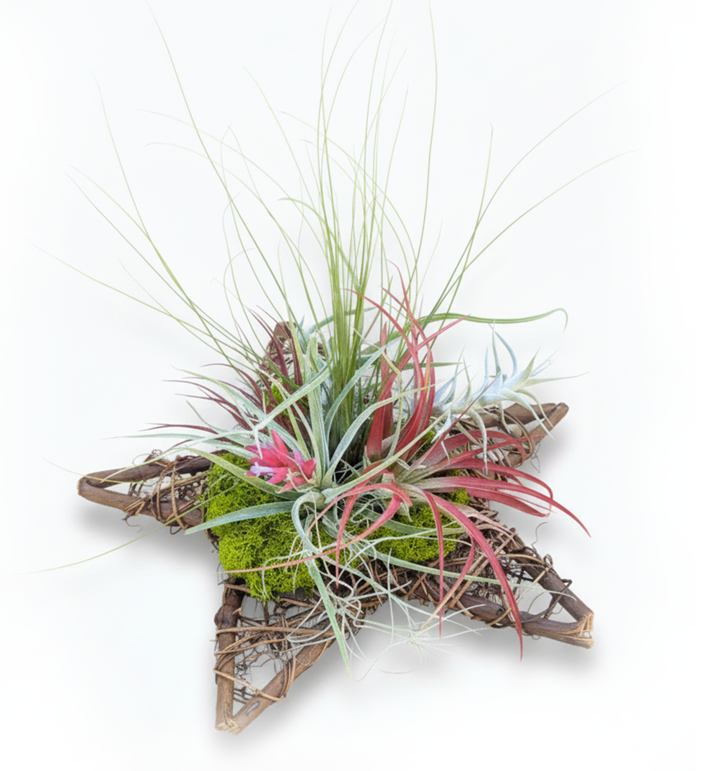 Live Air Plant Star Wreath: Modern Holiday Table Centerpiece & Wall Decor