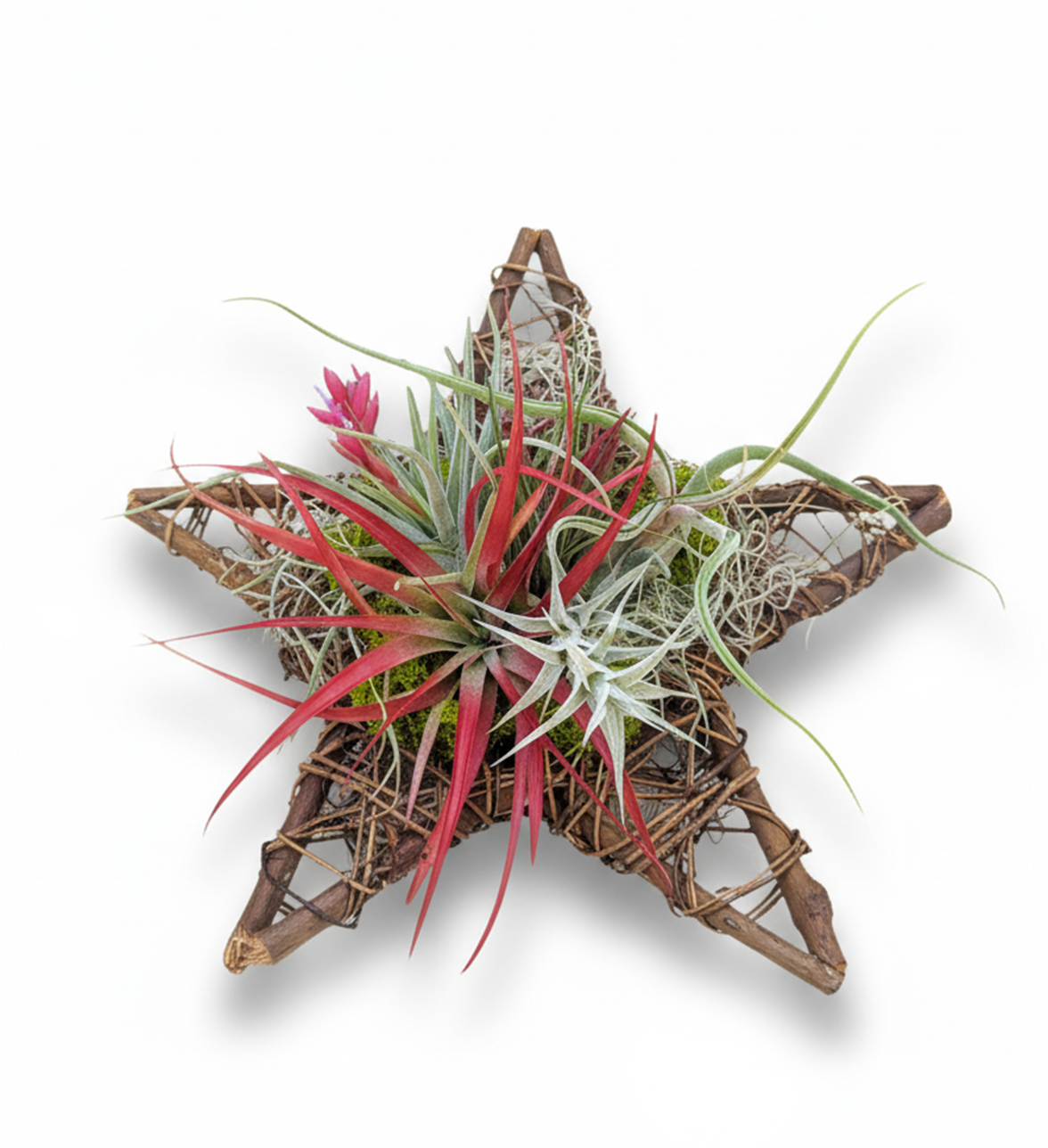 air plants wall decor Live Air Plant Star Wreath: Modern Holiday Table Centerpiece & Wall De – CactiCo