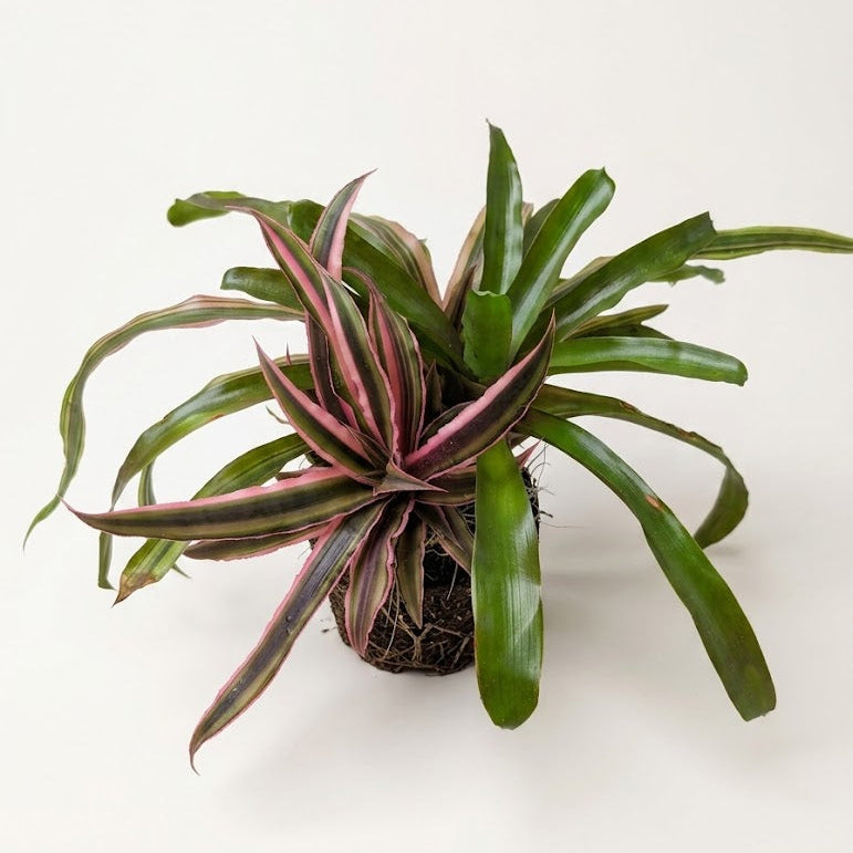 A potted bromeliad plant with long, sword-like green leaves edged in pink, growing in a brown fibrous root ball on a plain white background.