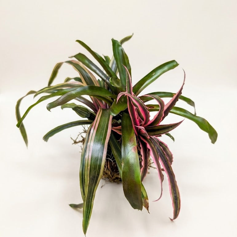A potted bromeliad plant with long, narrow green leaves tipped in pink, growing in a small basket on a plain off-white background.