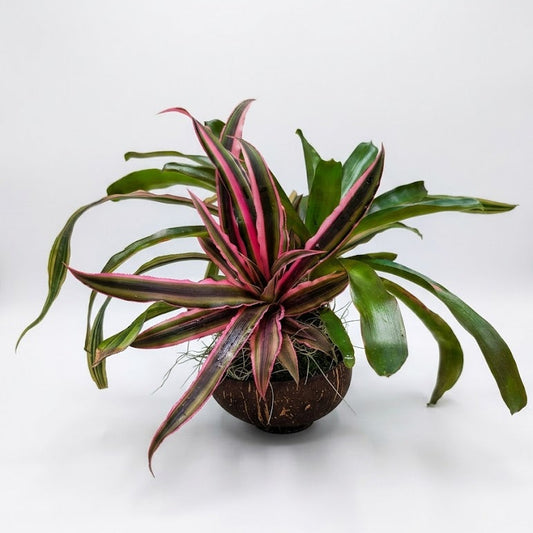 A potted bromeliad plant with variegated green and pink-red leaves, planted in a brown coconut fiber pot, set against a plain white background.