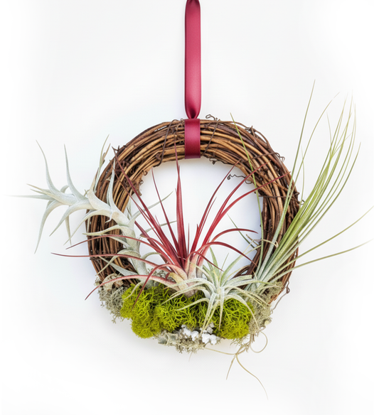 6"-7'' Living Air Plant Wreath with Ribbon | Thanksgiving and Holiday Gift