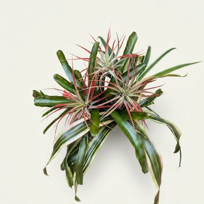 6-Piece Live Plant Arrangement – 3 Bromeliads & 3 Air Plants in Coconut Shell Pot