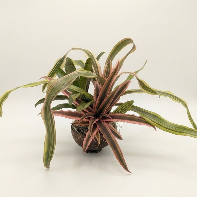 A potted variegated Dracaena massangeana, commonly known as a snake plant, featuring long, arching leaves with green, yellow, and reddish-pink variegation, set against a plain white studio background.