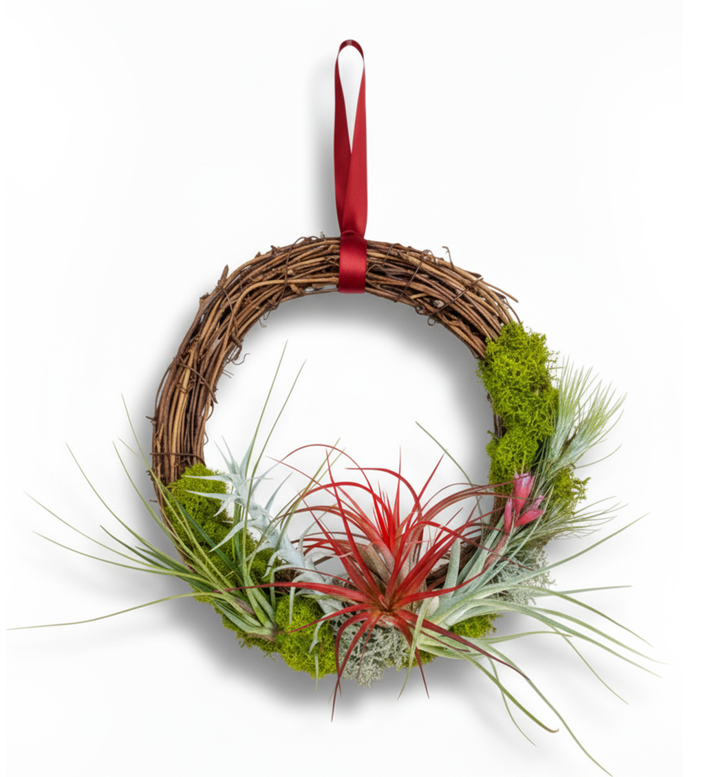 12" Living Air Plant Wreath with Ribbon | Thanksgiving and Holiday Gift