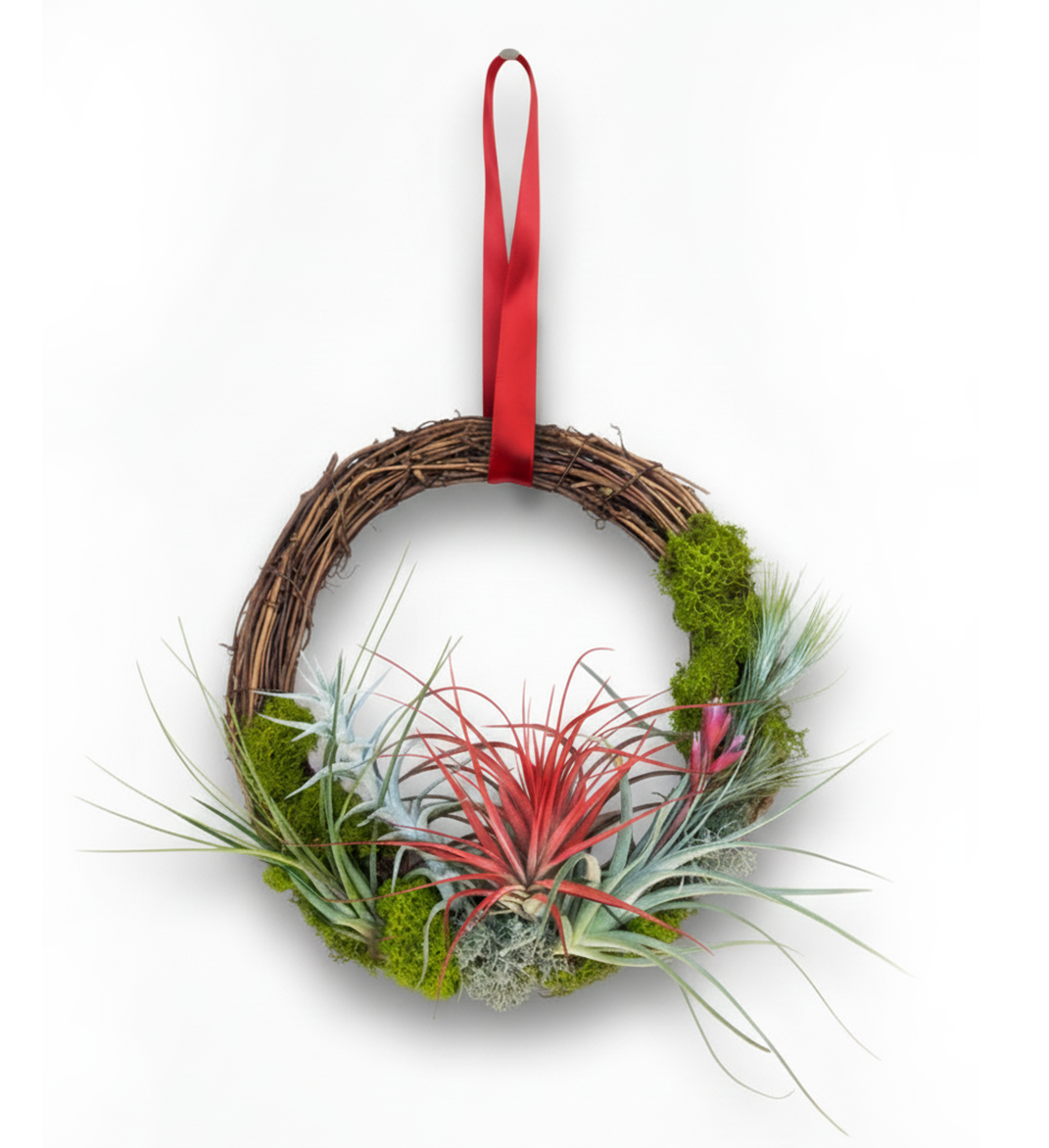 12" Living Air Plant Wreath with Ribbon | Thanksgiving and Holiday Gift