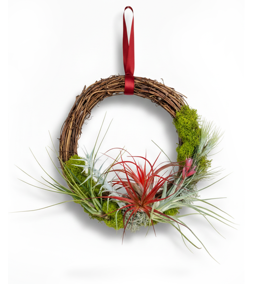 12" Living Air Plant Wreath with Ribbon | Thanksgiving and Holiday Gift