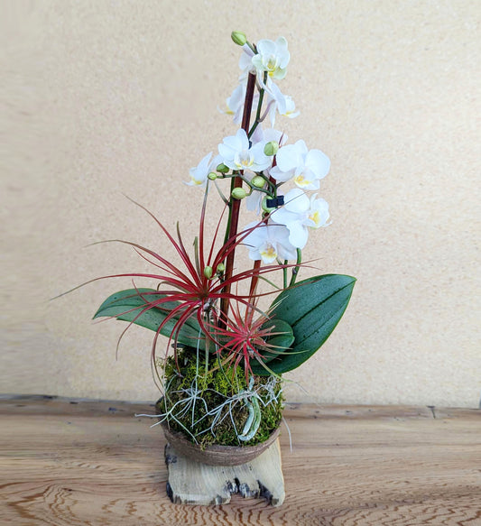 Holiday Orchid & Air Plant in Coconut Shell - Festive Seasonal Arrangement