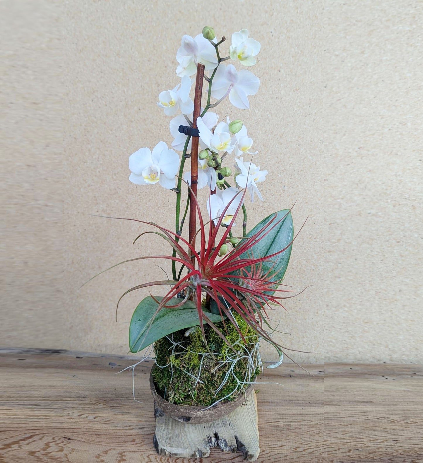 Holiday Orchid & Air Plant in Coconut Shell - Festive Seasonal Arrangement