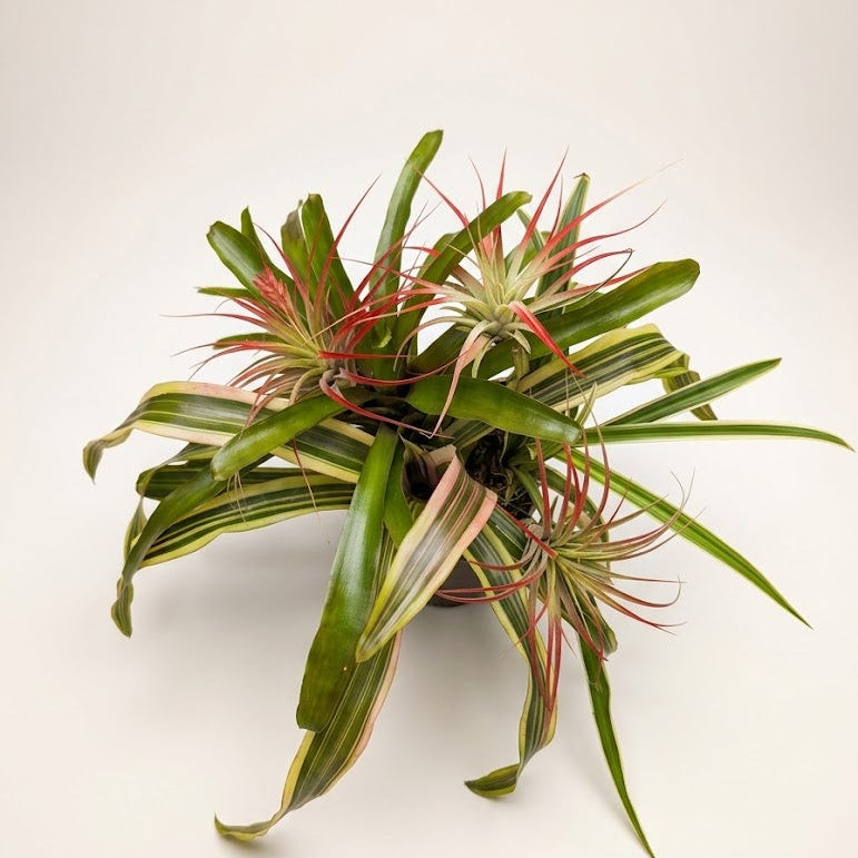 A potted air plant arrangement with long green leaves and fine red-pink spires, photographed on a plain light background.