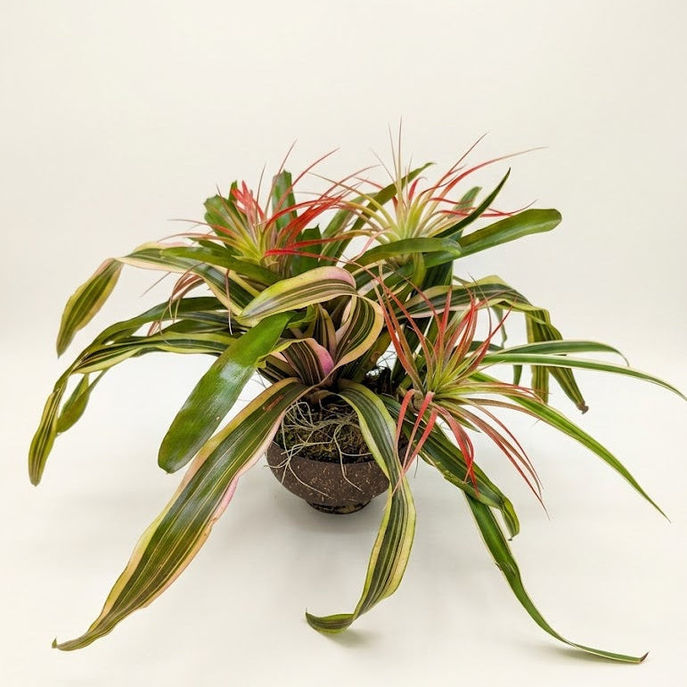 A potted variegated Dracaena massangeana, commonly known as a snake plant, featuring green leaves with yellow and red variegation, in a small brown pot against a plain white background.