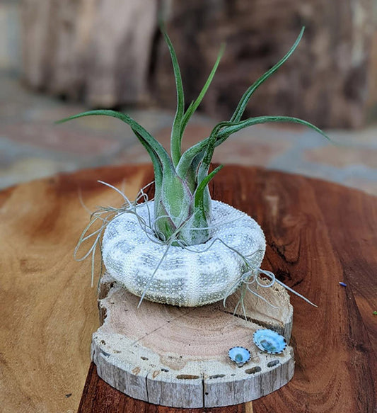 Handcrafted Air Plant Display with Sea Urchin Shell & Driftwood