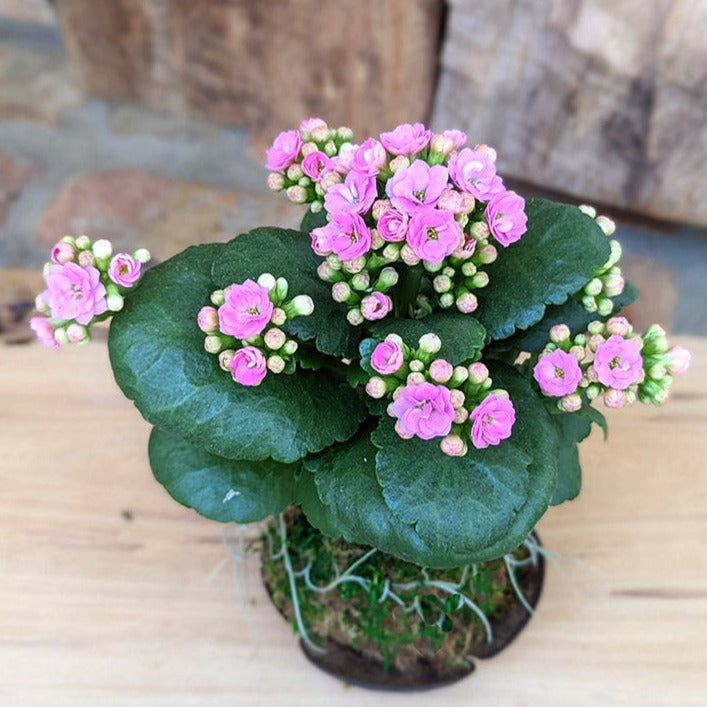 Blooming Flower Kalanchoe Succulent in a Coconut Shell 