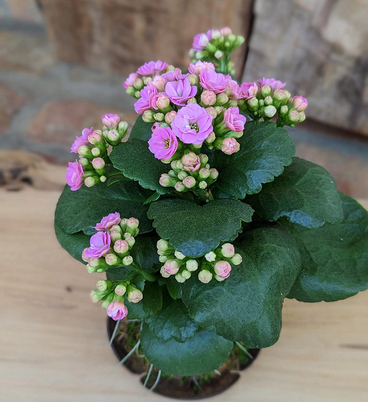 Blooming Flower Kalanchoe Succulent in a Coconut Shell 