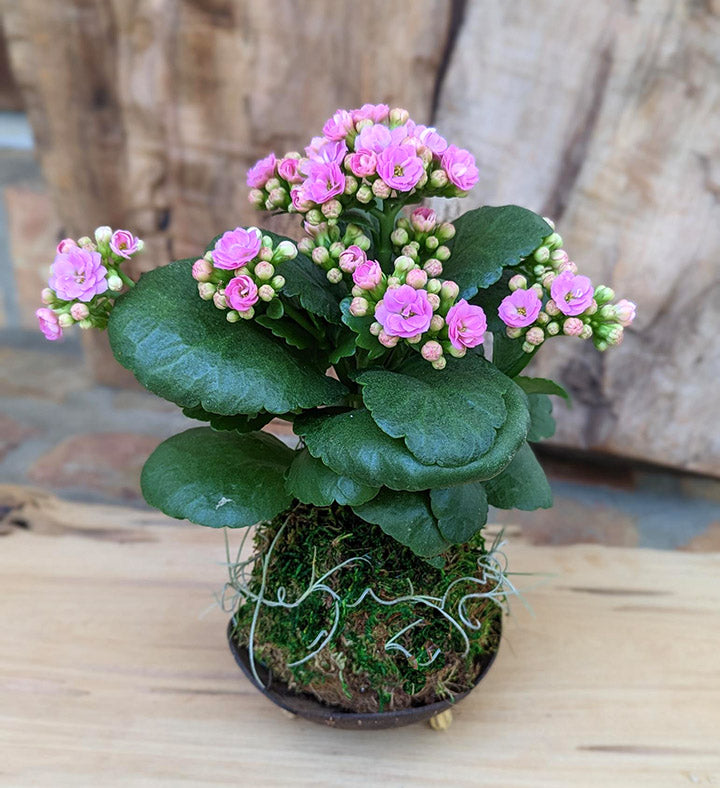 Blooming Flower Kalanchoe Succulent in a Coconut Shell 