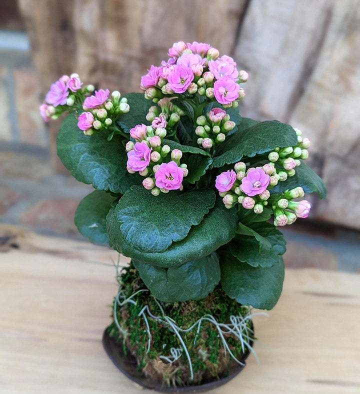 Blooming Flower Kalanchoe Succulent in a Coconut Shell 