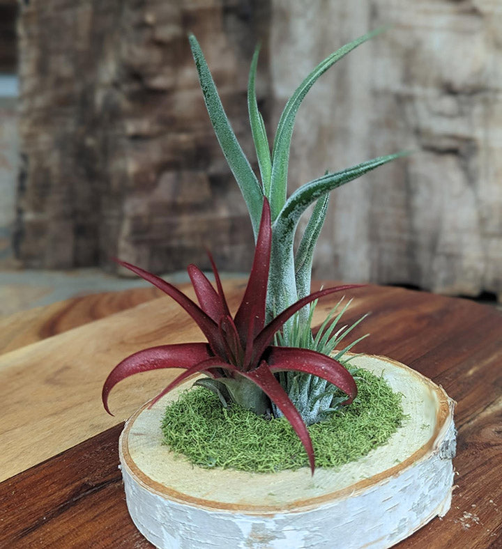 Birchwood Trio Air Plant Garden - Artisan Air Plants on Natural Wood Slice