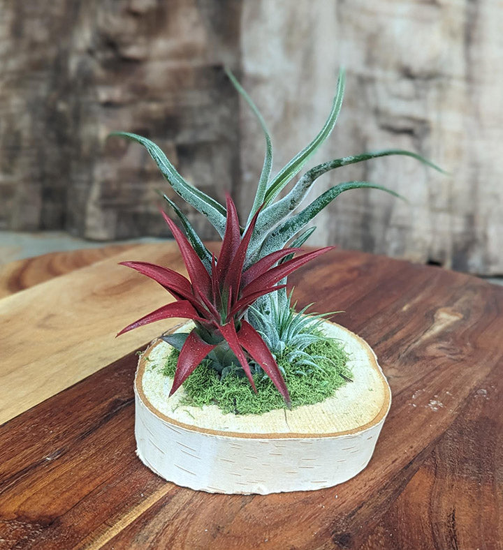 Birchwood Trio Air Plant Garden - Artisan Air Plants on Natural Wood Slice