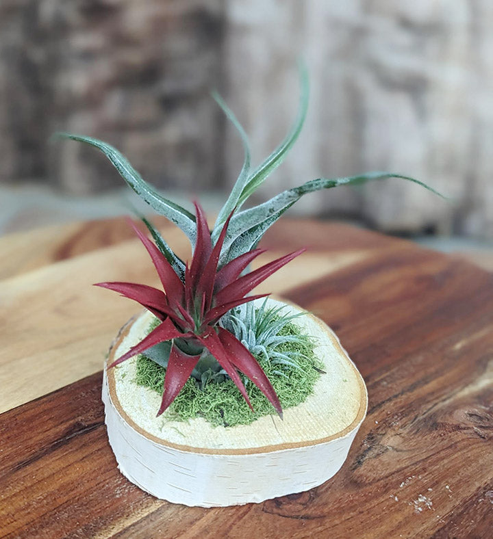 Birchwood Trio Air Plant Garden - Artisan Air Plants on Natural Wood Slice