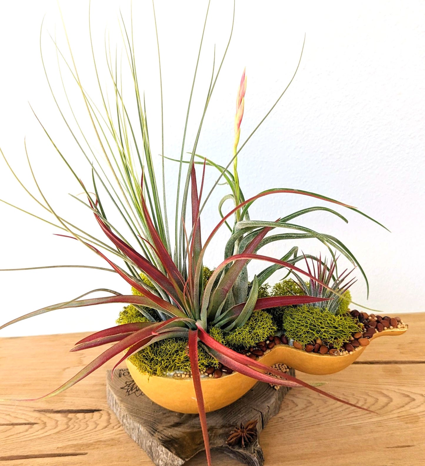 Fall & Thanksgiving Centerpiece with Air Plants in a Gourd shell