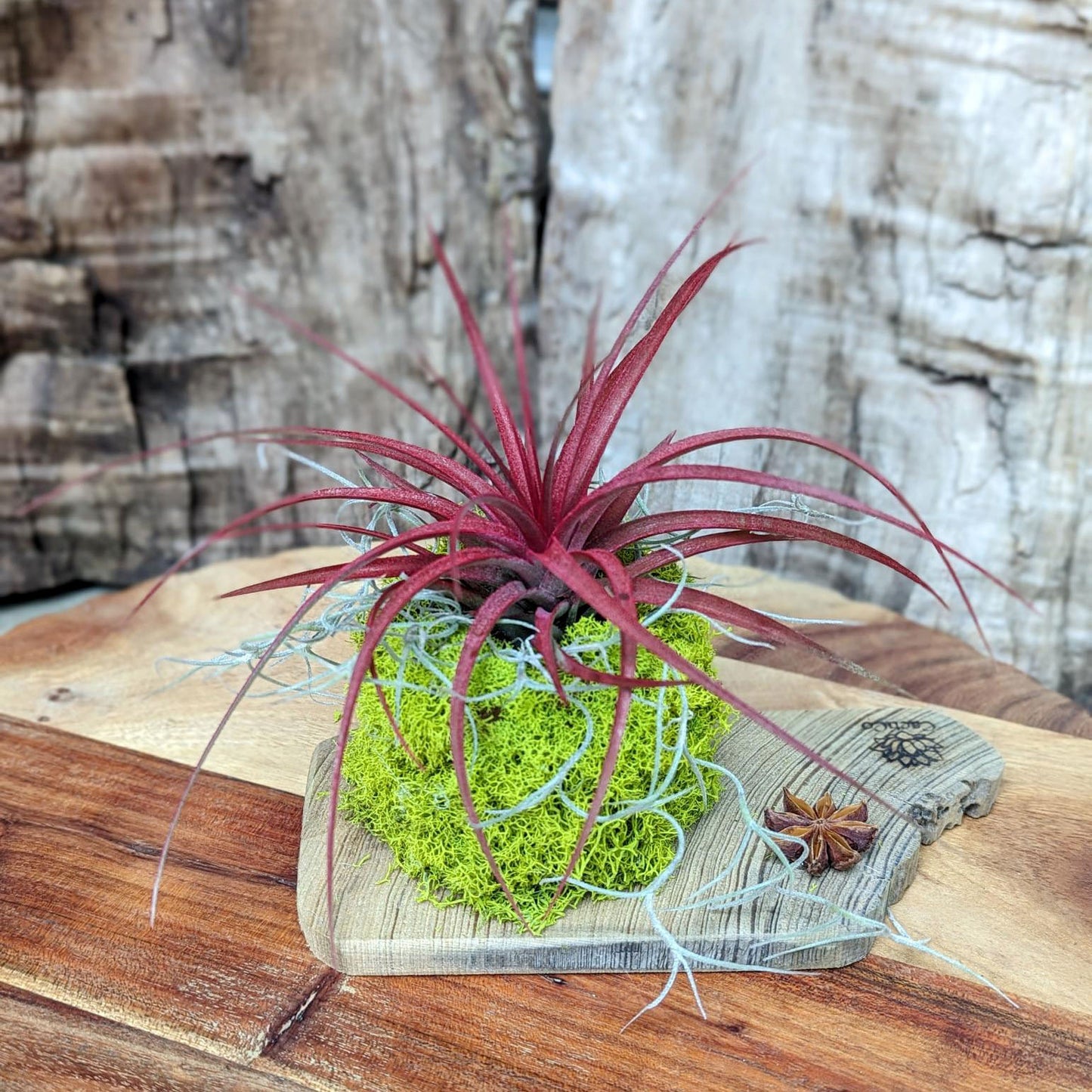 Live Air Plant Arrangement with Driftwood and Moss | Easy to Care Desktop Plant