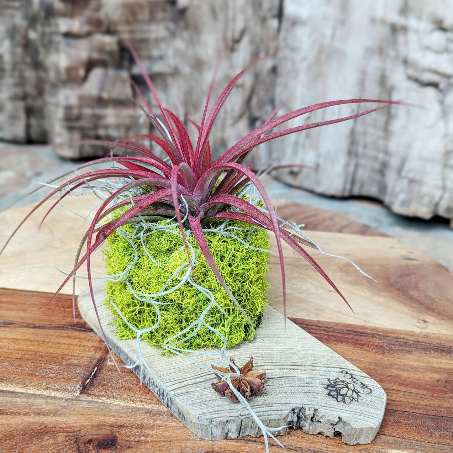 Live Air Plant Arrangement with Driftwood and Moss | Easy to Care Desktop Plant