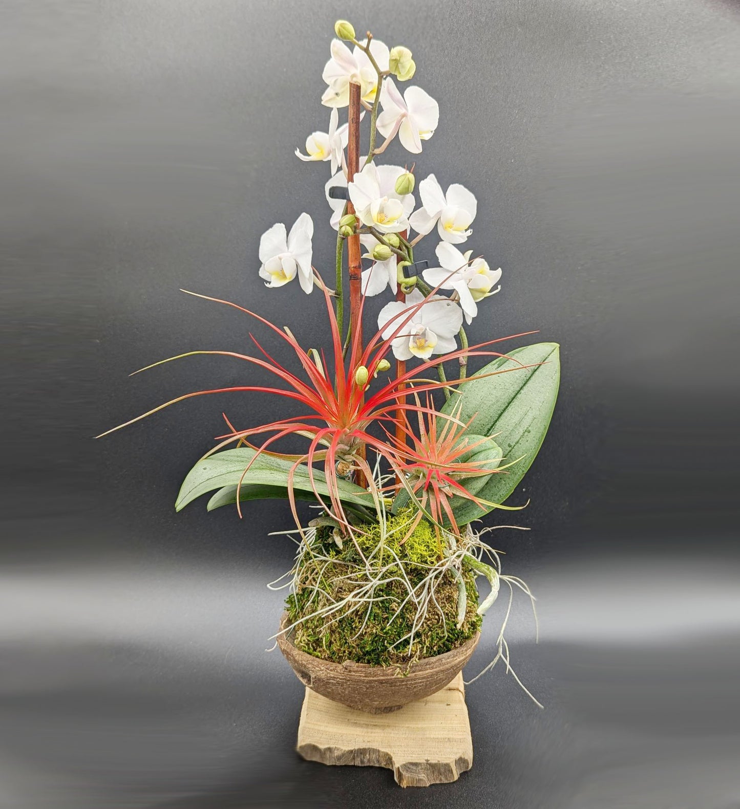 Blooming Orchid & Air Plant in Coconut Shell - Festive Seasonal Arrangement