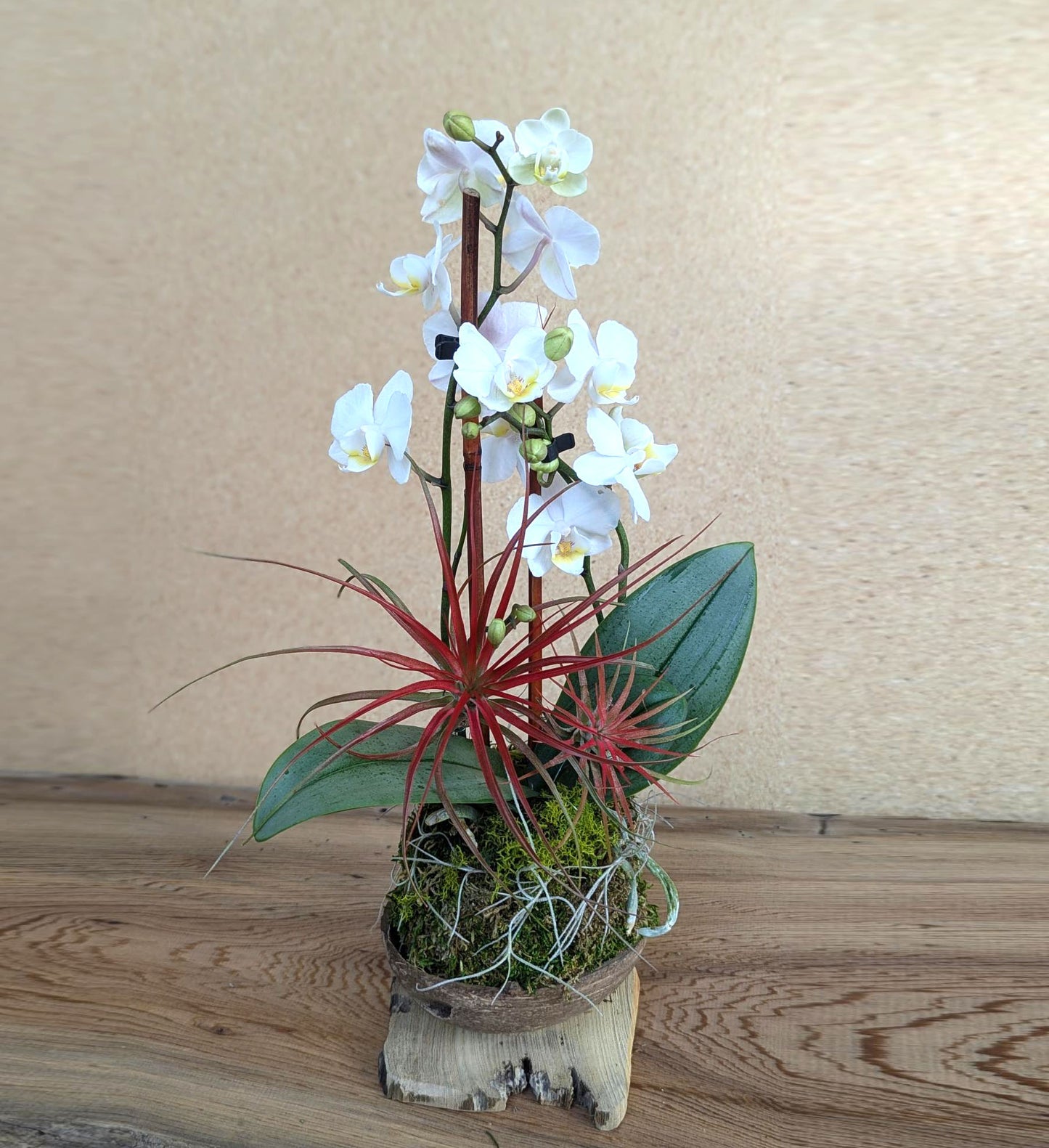 Holiday Orchid & Air Plant in Coconut Shell - Festive Seasonal Arrangement