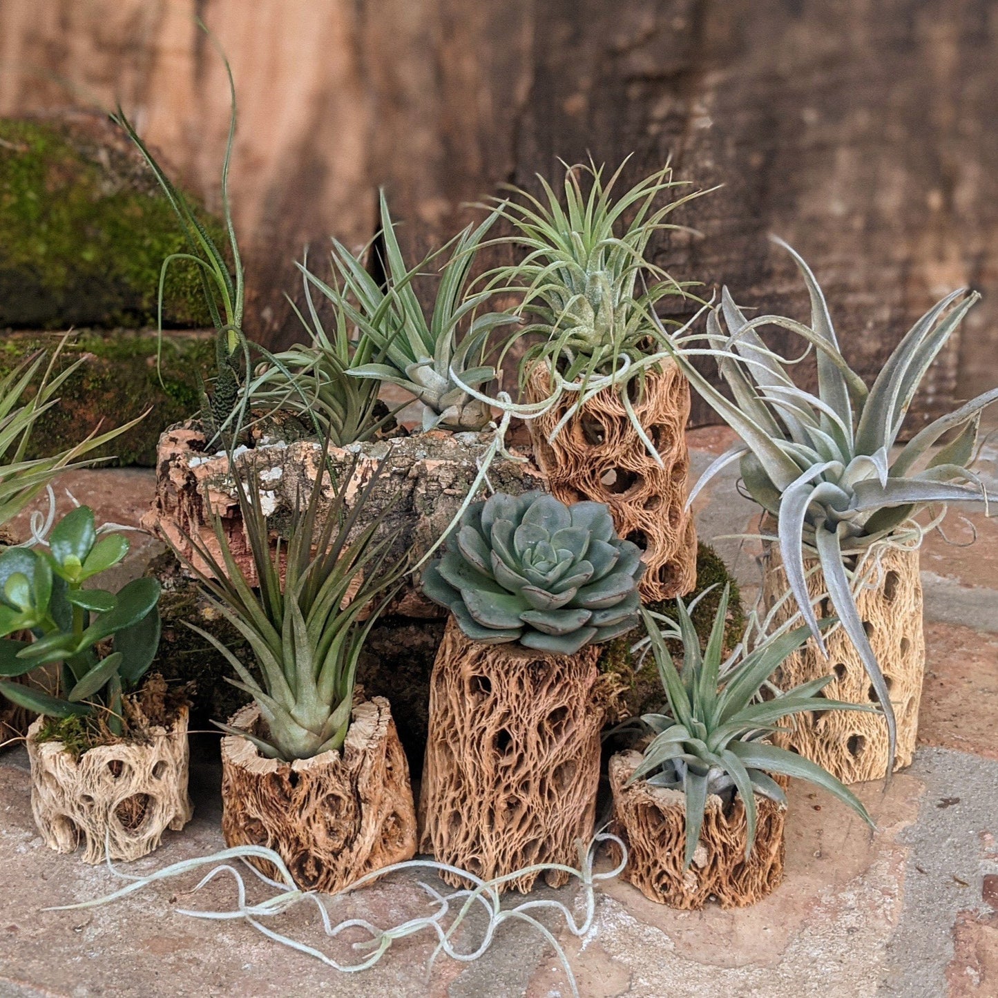 Unique Live Air Plant Favors | Natural Wedding Favors, Party Favors and Shower Favors | Handmade in USA