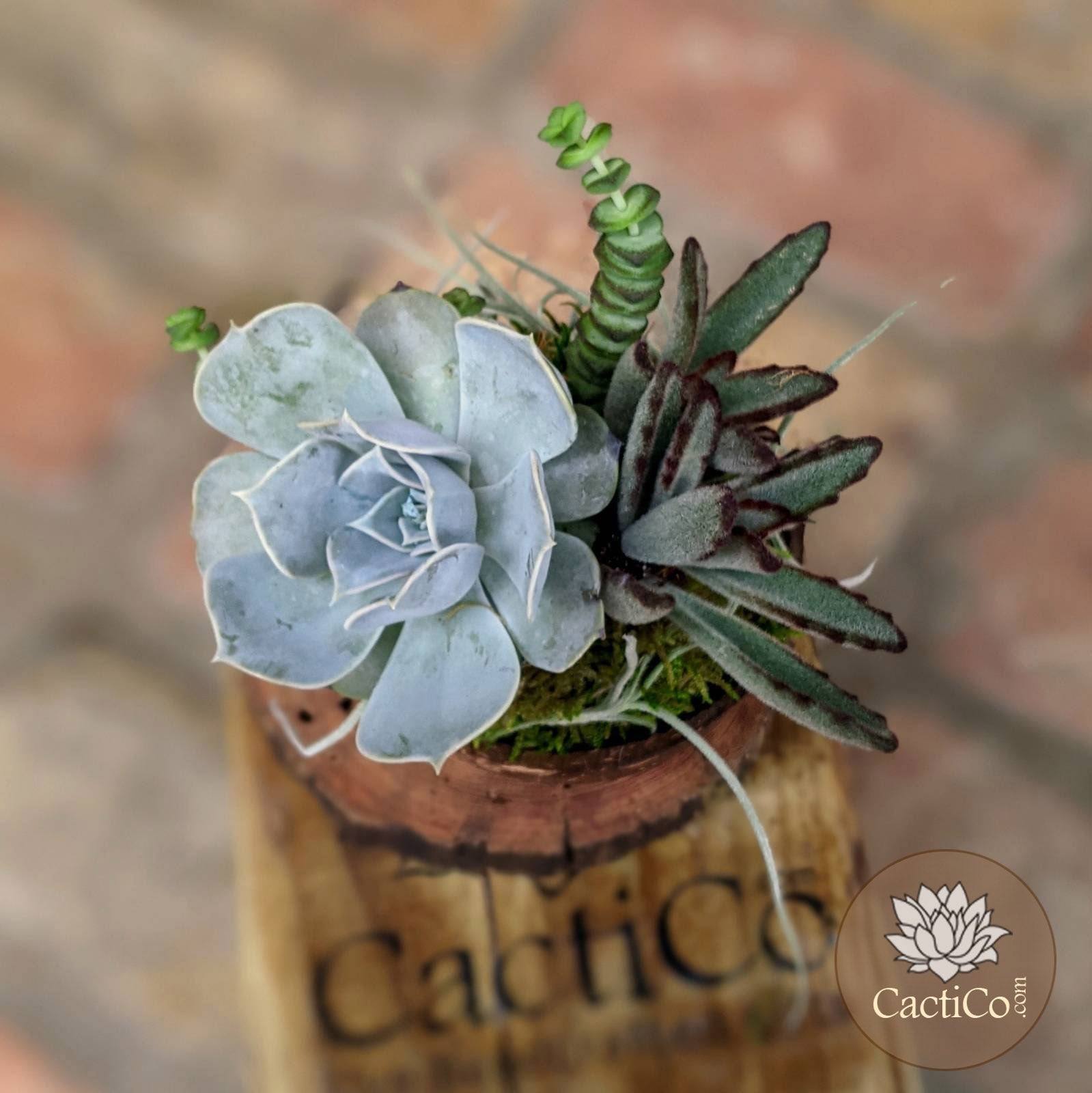 little potted succulents 4-Plant Handmade Live Succulent Arrangement | Occasional Gift | Client Business Gift