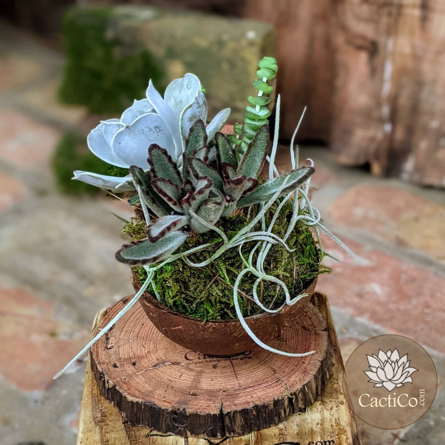 small live succulent plants 4-Plant Live Succulent Arrangement in a Coconut Shell