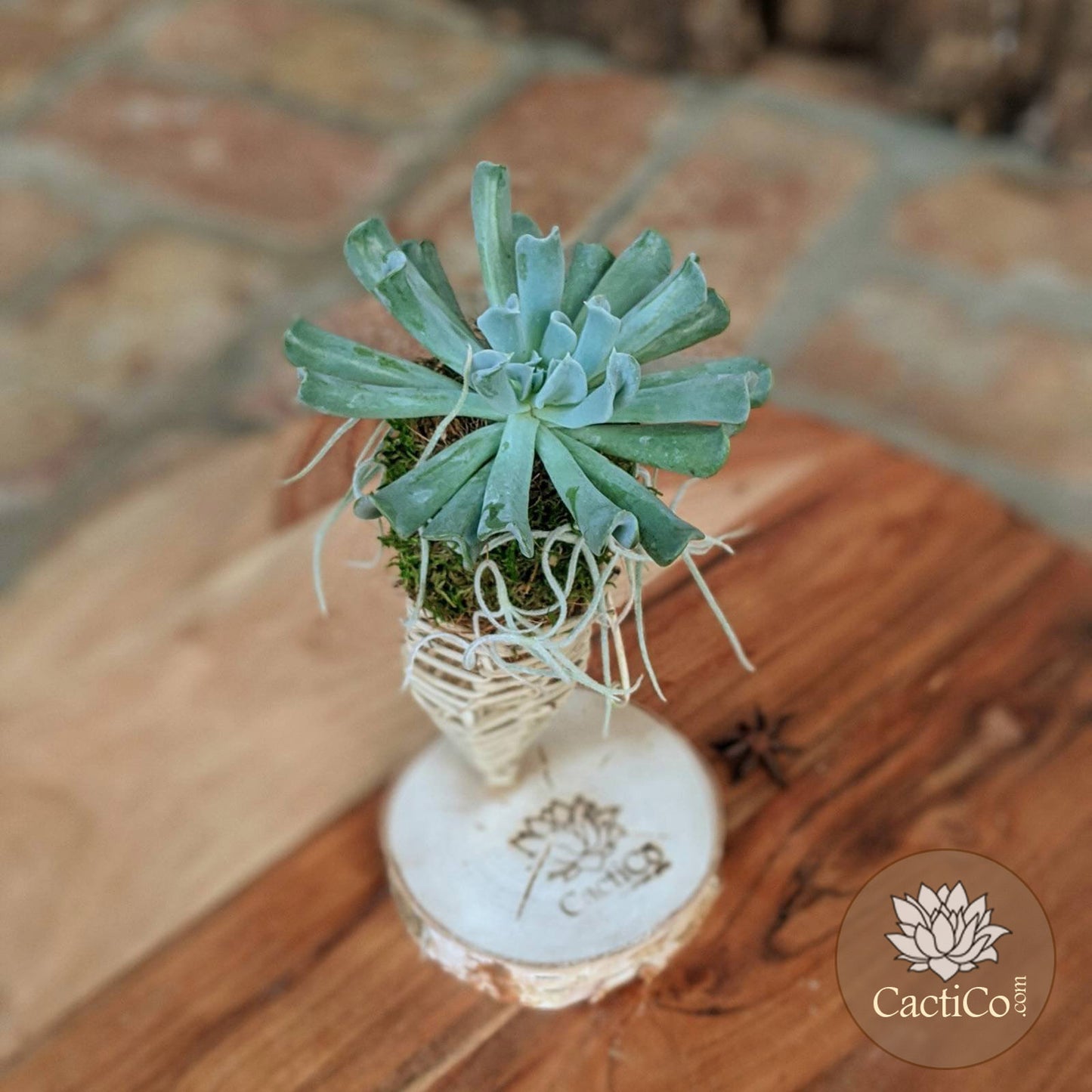 Handcrafted Succulent Arrangement | Echeveria 'Topsy Curvy' & Spanish Moss | Vine Cone Kokedama Terrarium | Gift for Mom | Thank you Gift | Colleague Gift